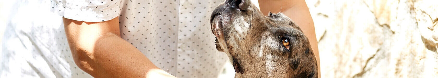 Dog with urinary incontinence